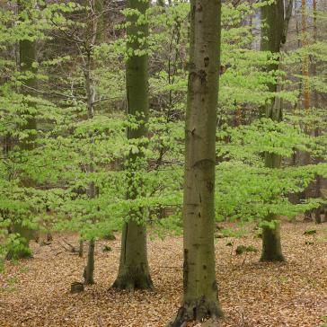 Wald Miniaturbild