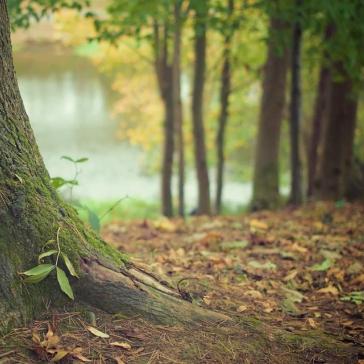 Wald Waldboden Miniaturbild